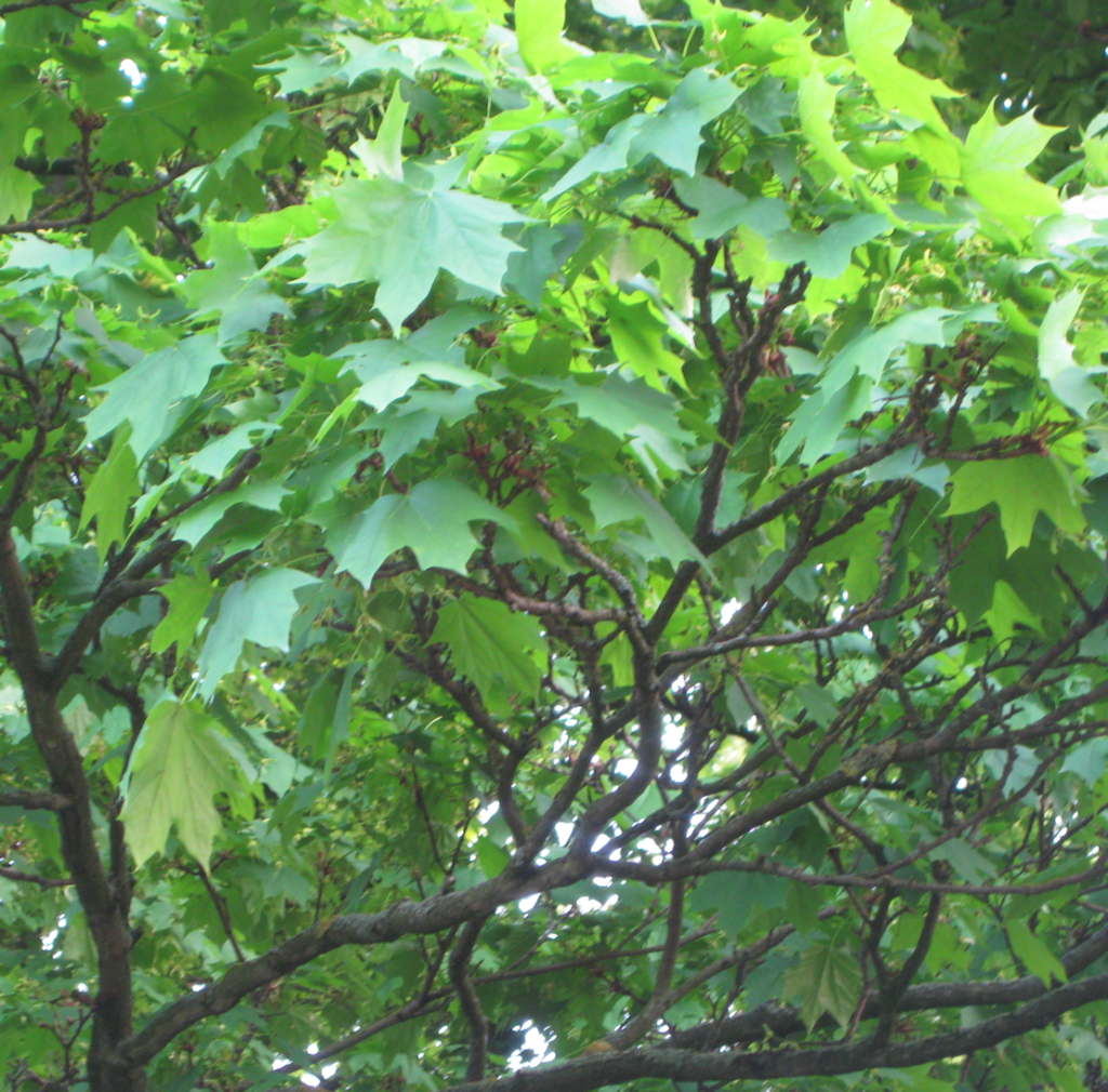 sycamore leaves high